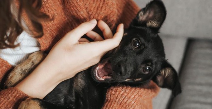 Hund i en kvinnas famn.